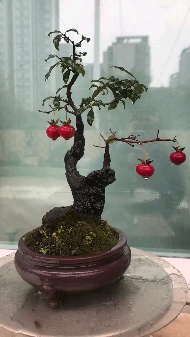 这盆金弹子,虽说算不算极品,但绝对称得上精致!