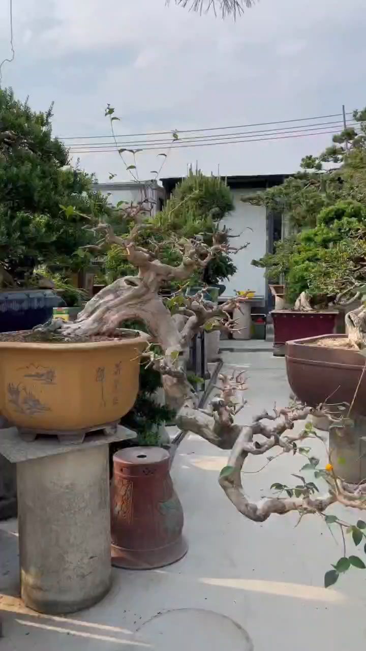 悬崖巴西红果盆景