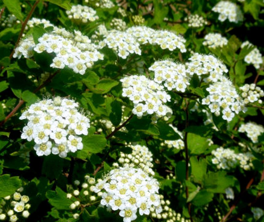 珍珠绣线菊,花朵和名字一样美丽,象征着顽强不屈的寓意