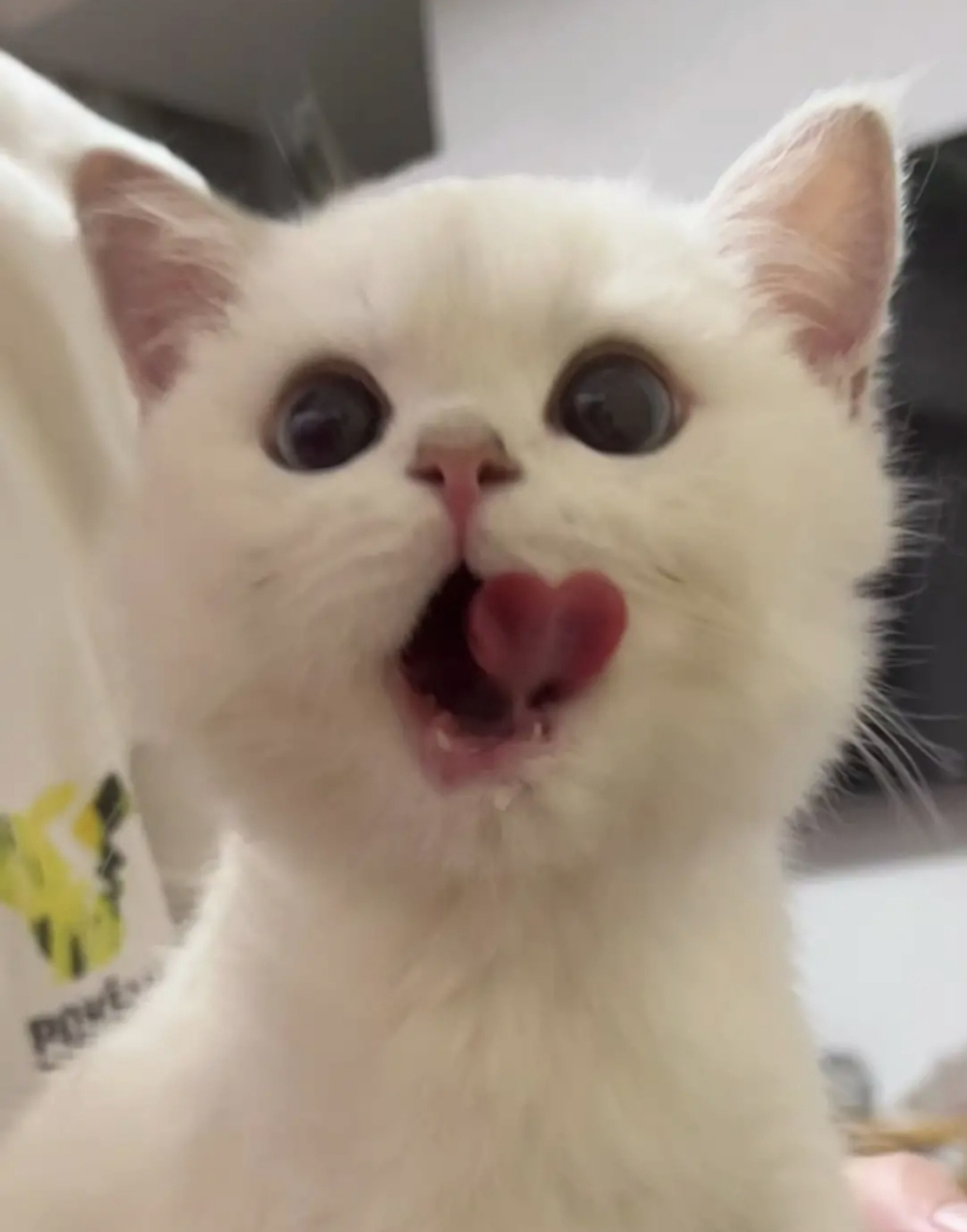 网友:这小喵星人真的好会哦,它竟然会用舌头比心耶