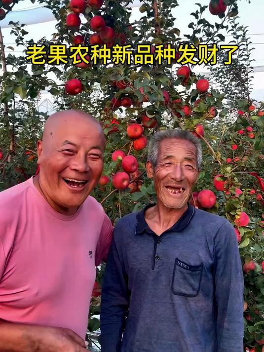 老果农种秦脆成功了.经验丰富,笑得开心