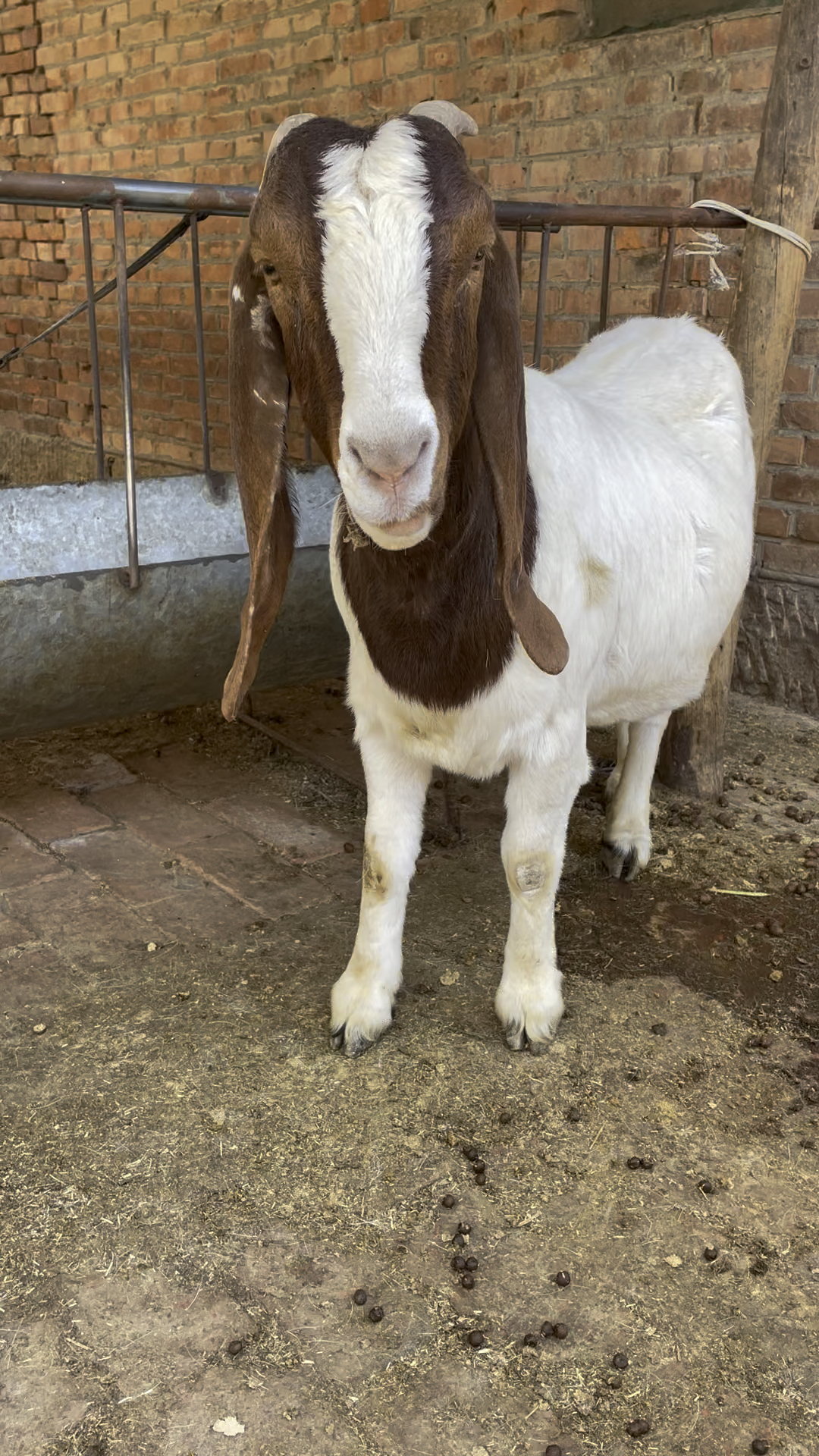 大耳朵波尔山羊