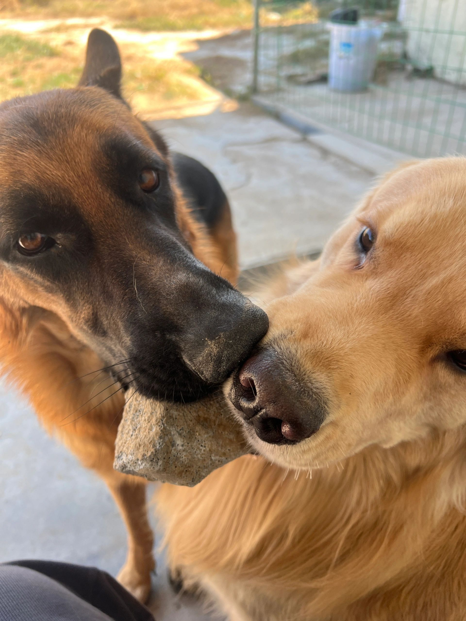 两只傻狗,一块石头有什么好抢的呢?