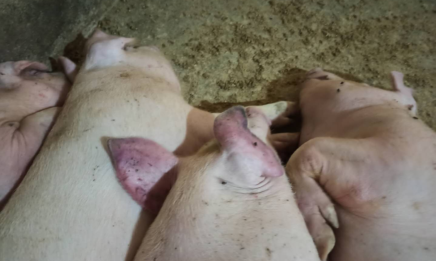 养殖场如何识别蓝耳病,细小病毒,乙脑和伪狂犬导致的死胎问题?