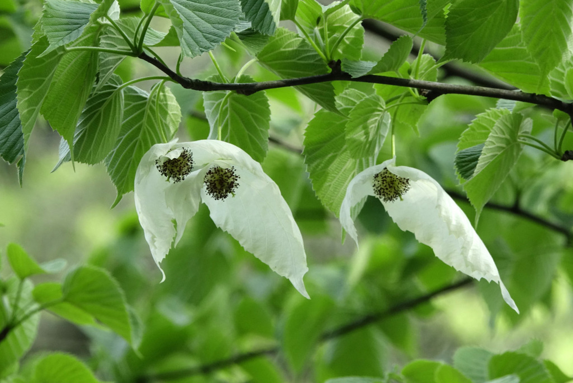 近日,贵州省植物园的珙桐花开始绽放,白色的花朵迎风飘动,犹如飞翔的