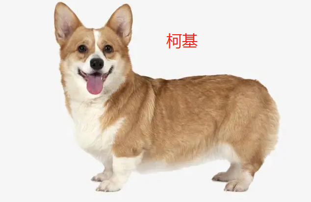 短毛小型犬有哪些图片