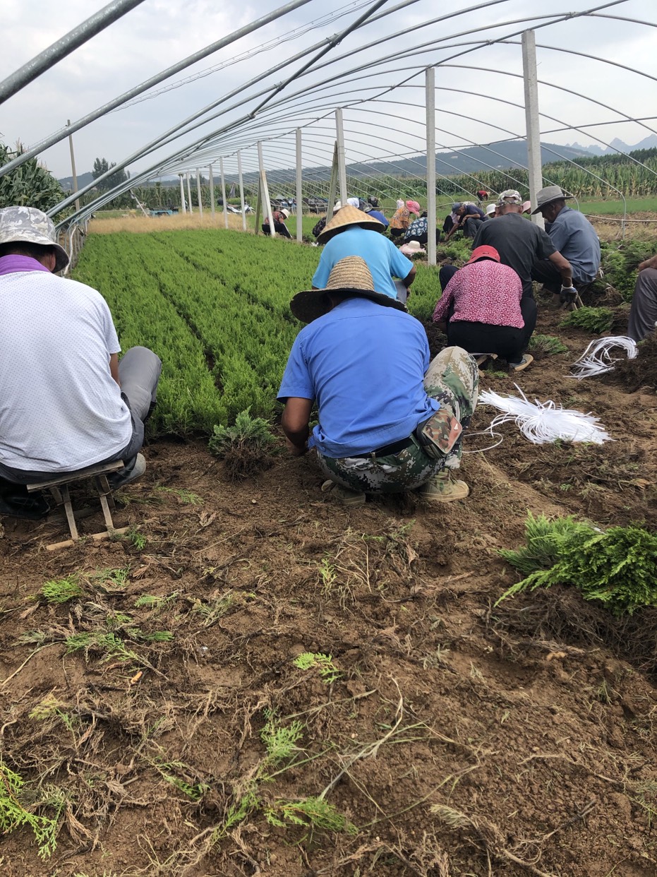 日照惠泽农林小龙柏基地跟您说