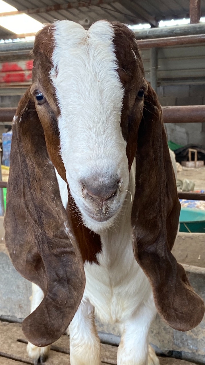 波尔山羊秃头种公羊,带角波尔山羊种公羊
