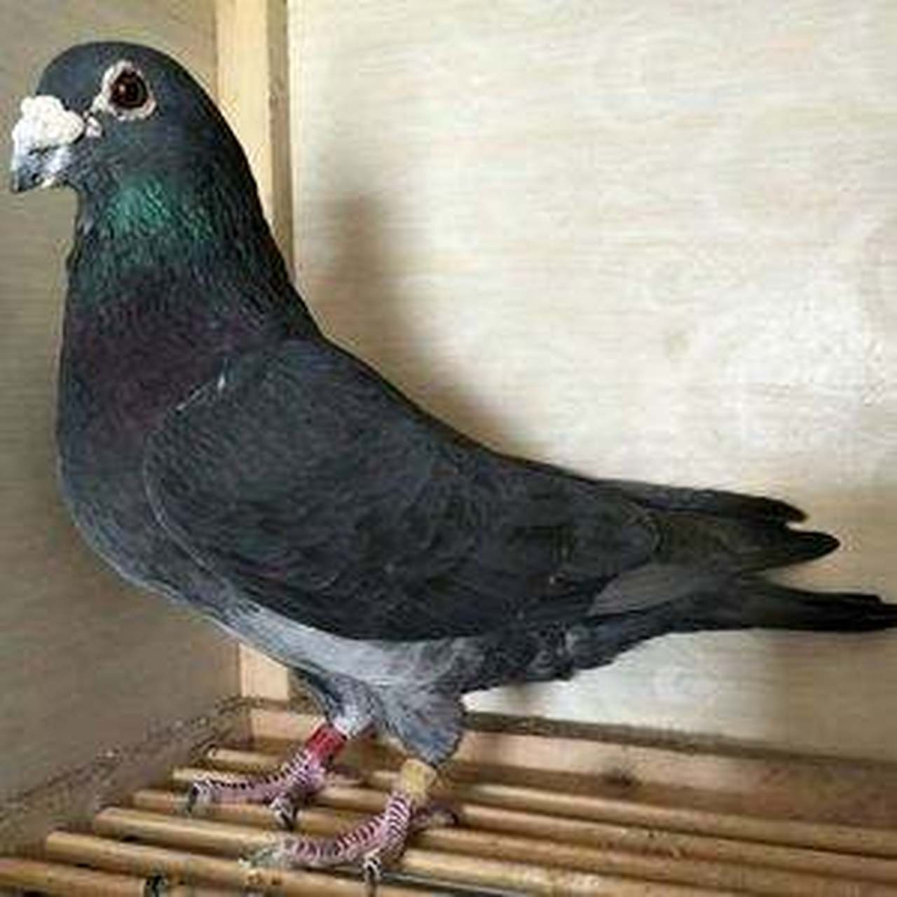 远程赛鸽# 国血鸽成品系不容易,也是国外羡慕嫉妒恨的资本,我们要好