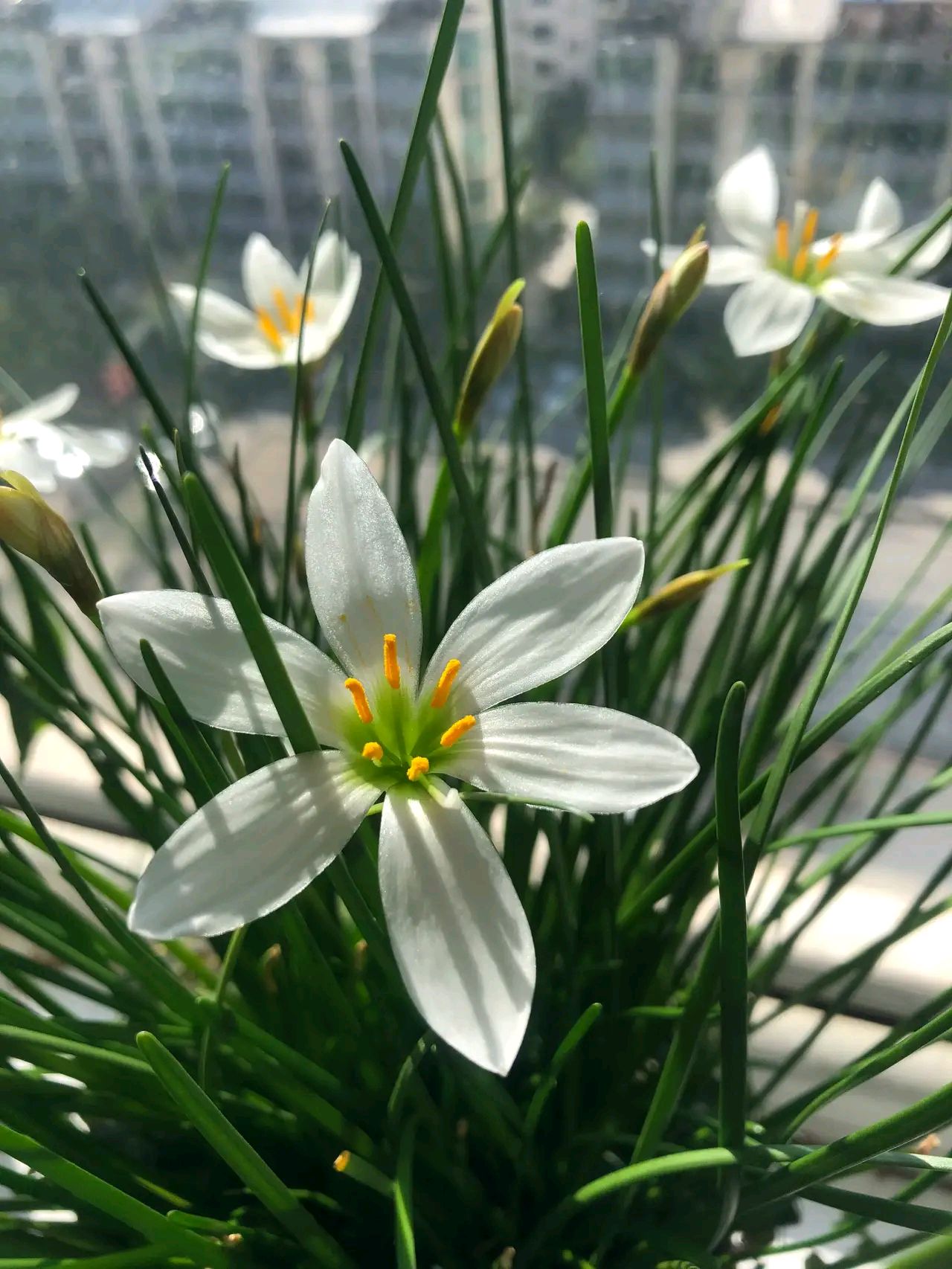 韭兰别名风雨兰,韭菜莲,红玉帘,为石蒜科葱莲,属多年生草本植物, 丛生