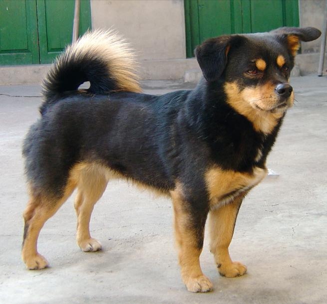 中国名画《春苑游狗图》与"四眉犬"