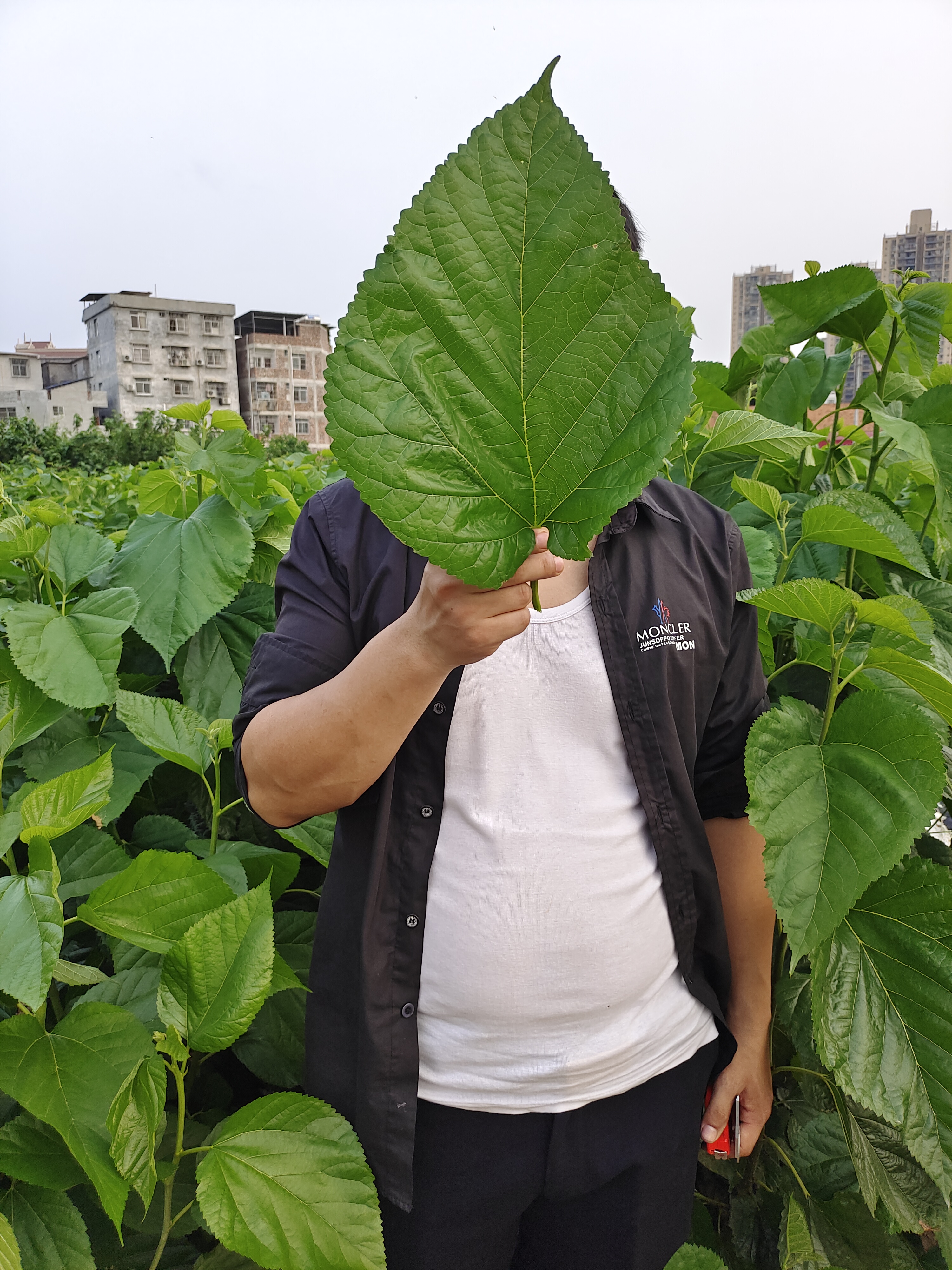 桂桑优12,桂桑5号,桂桑6号,桑特优2号,桑树种植行距株距多少