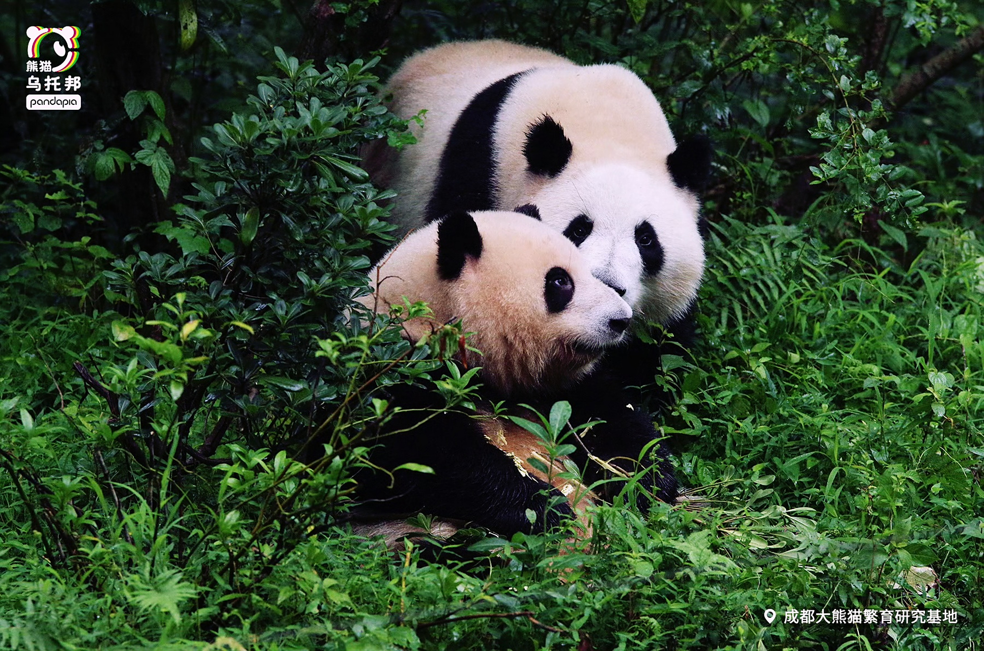 大熊猫# 大熊猫花花和弟弟和叶的温馨日常.