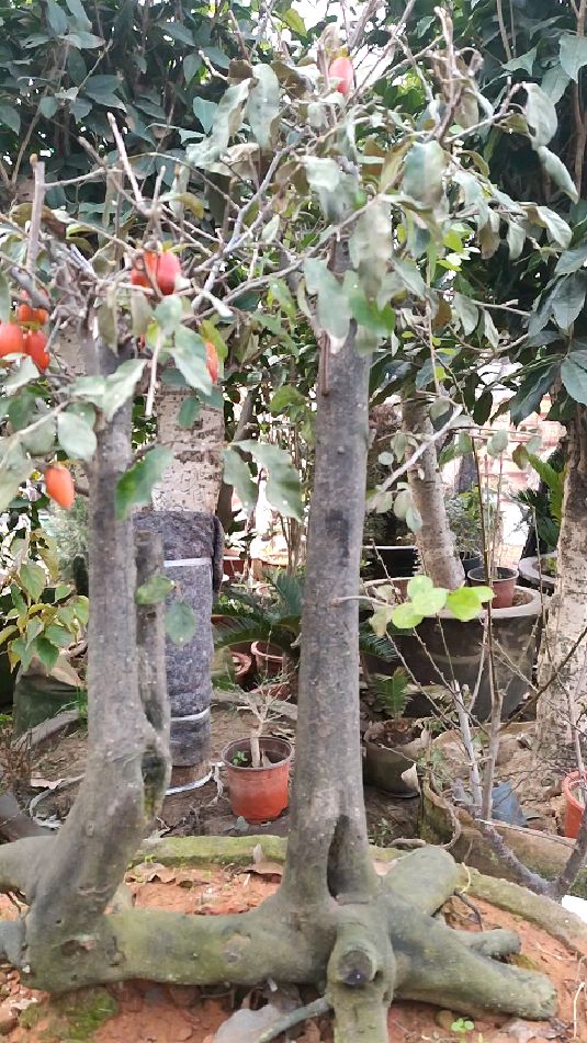 过桥老鸭,根型不错,可惜挂果有点少