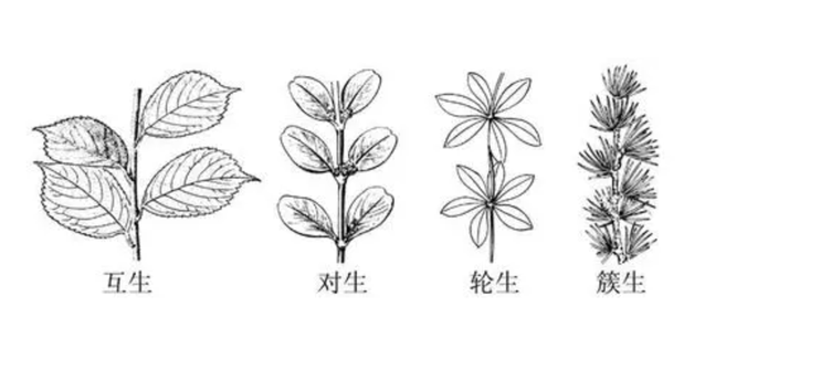 互生和对生的区别是啥?