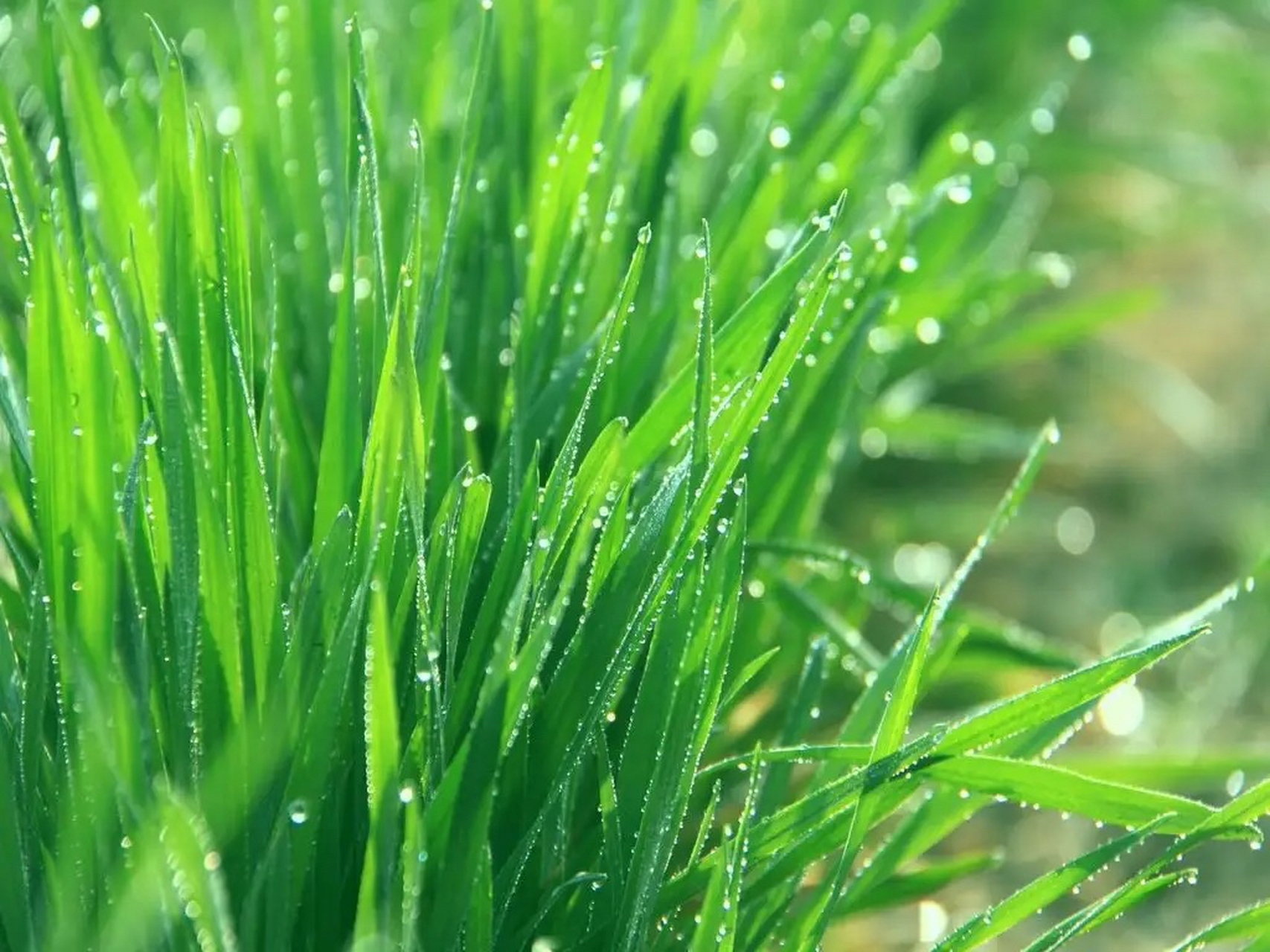 大麦苗图片高清图片