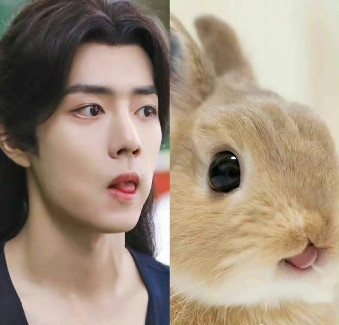 肖战撞脸狗狗表情包,还有猫猫兔兔……不能说像只能说是一模一样,哈哈