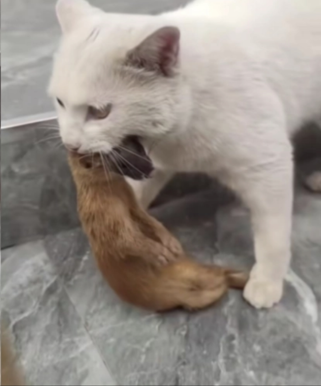 黄鼠狼也带个鼠字,咱家猫随随便便就能抓一只