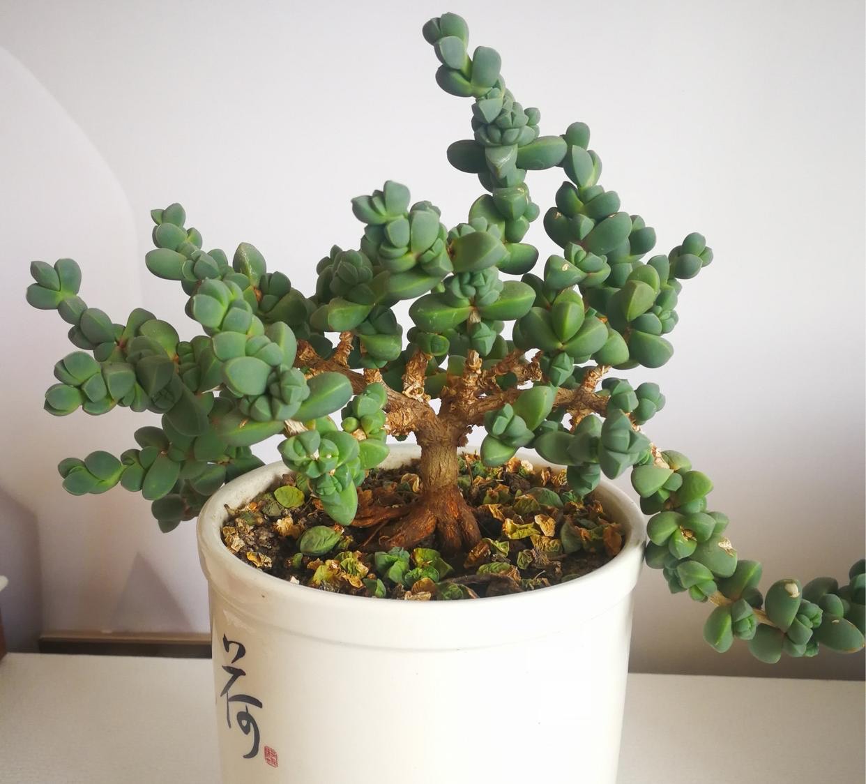 这6种多肉绿色才是健康色,晒多了反倒不好,养起来很省心