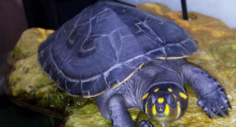 忍者神龟是什么龟?