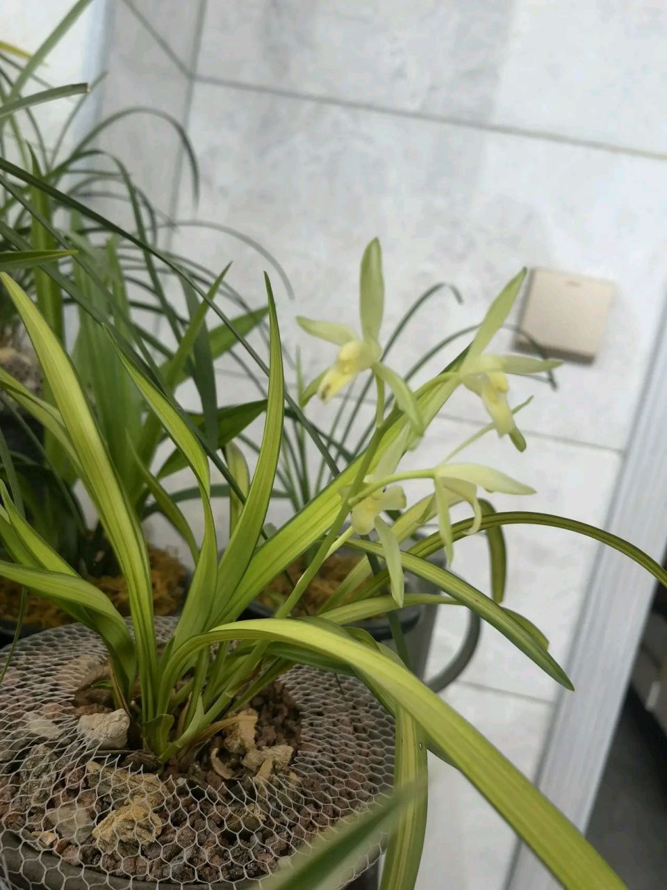 几年前网上买了一棵兰花,后来听说那家店信誉不好,关门了.