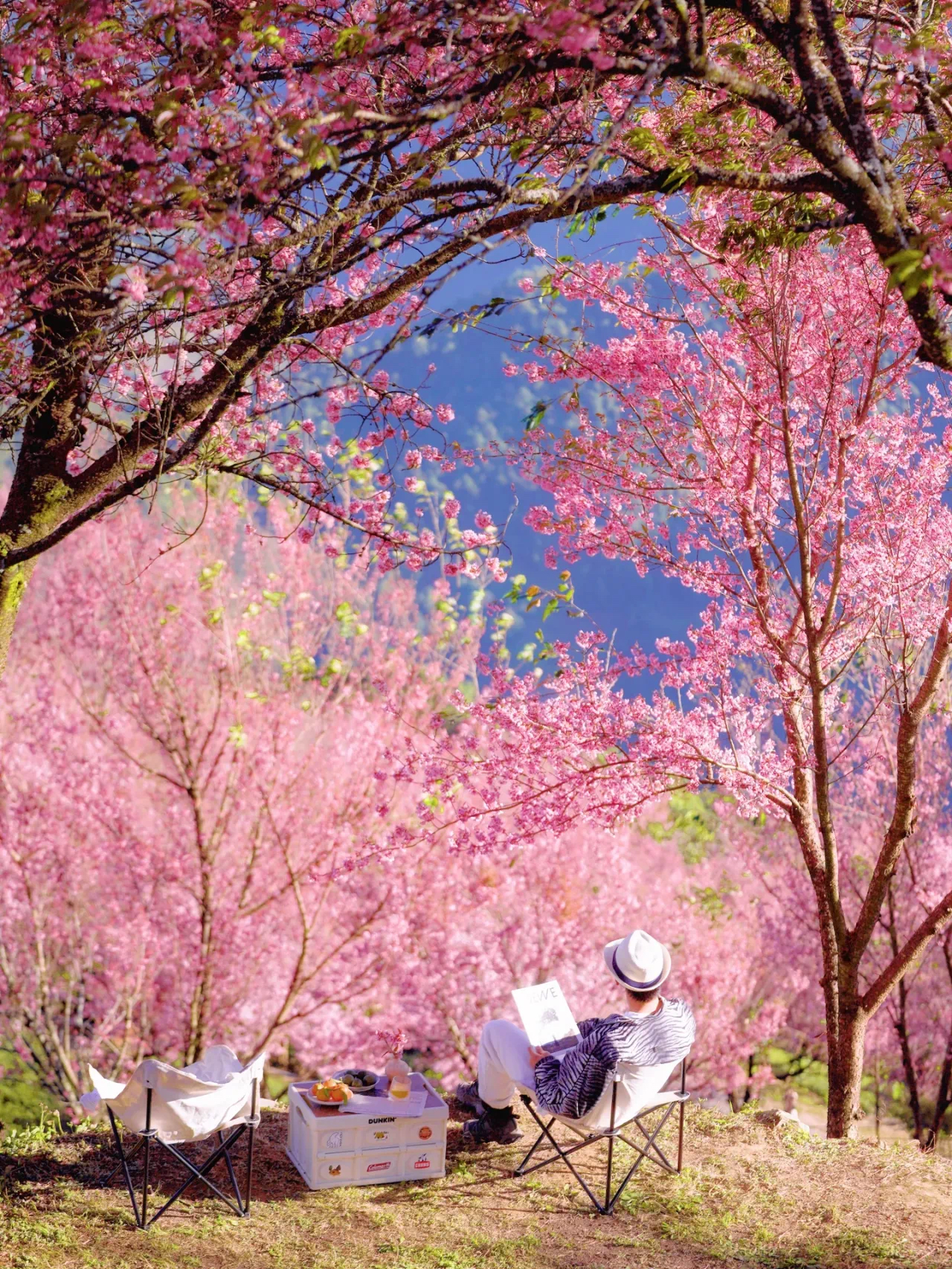 云南大理无量山樱花谷,2024年元旦节到云南旅行:最佳旅游目的地