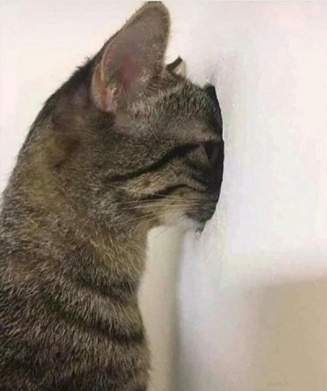 表情这么惊悚.话说猫咪到底看见什么了呀