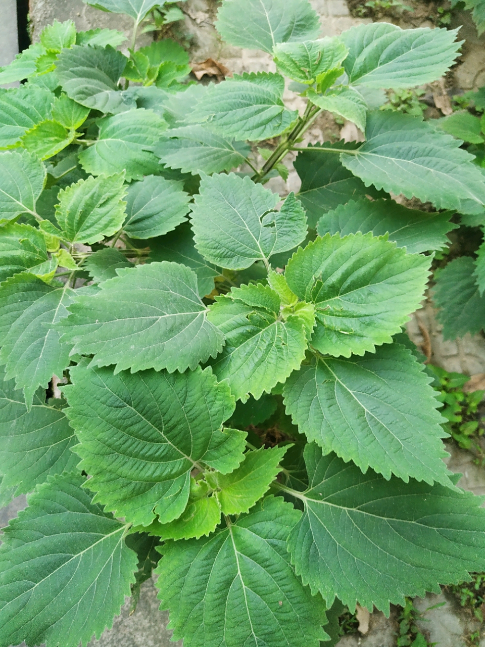 老一辈说的"胃痛草"其实也是它,大名叫做广防风,别称防风草,落马衣,野