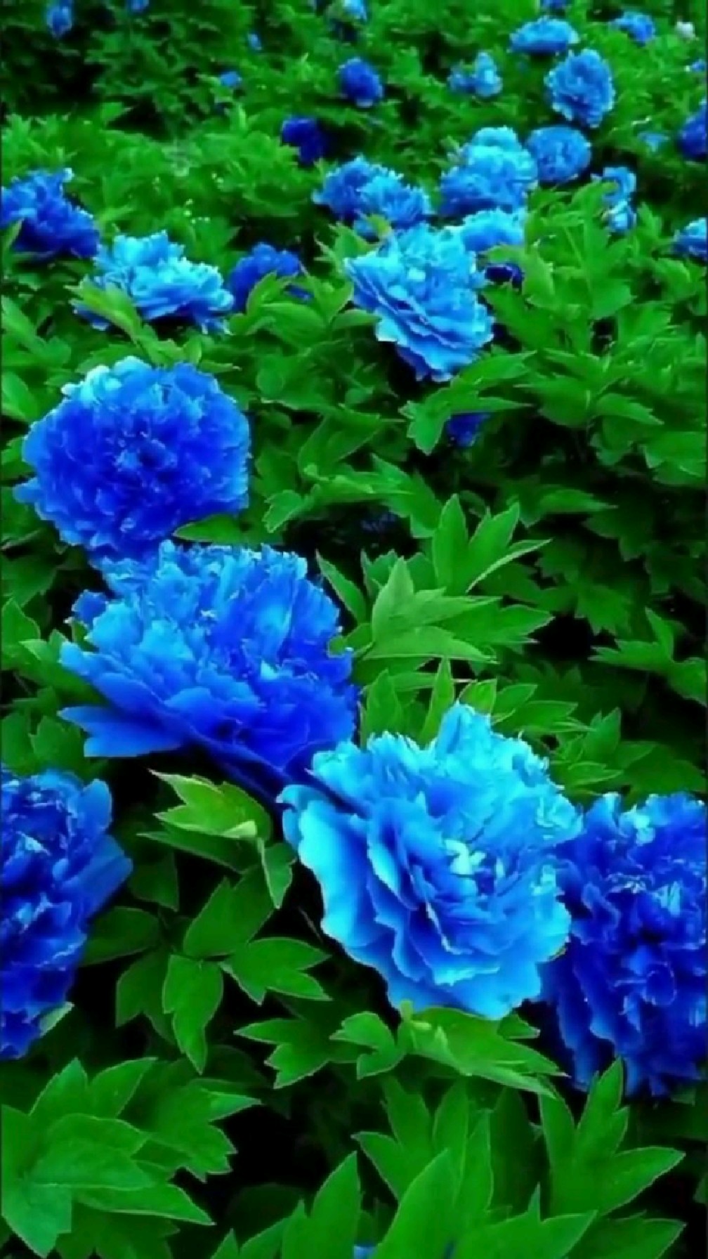 蓝色妖姬,富贵藏娇