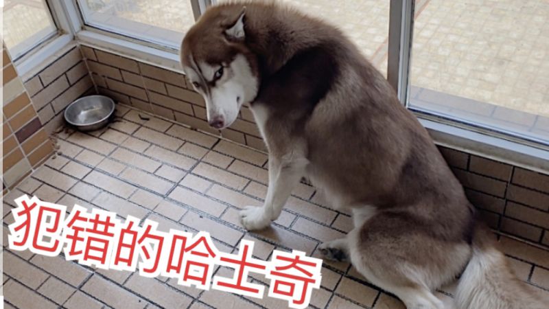 哈士奇连续在沙发上拉屎逼疯铲屎官,搞笑,萌宠,好看视频