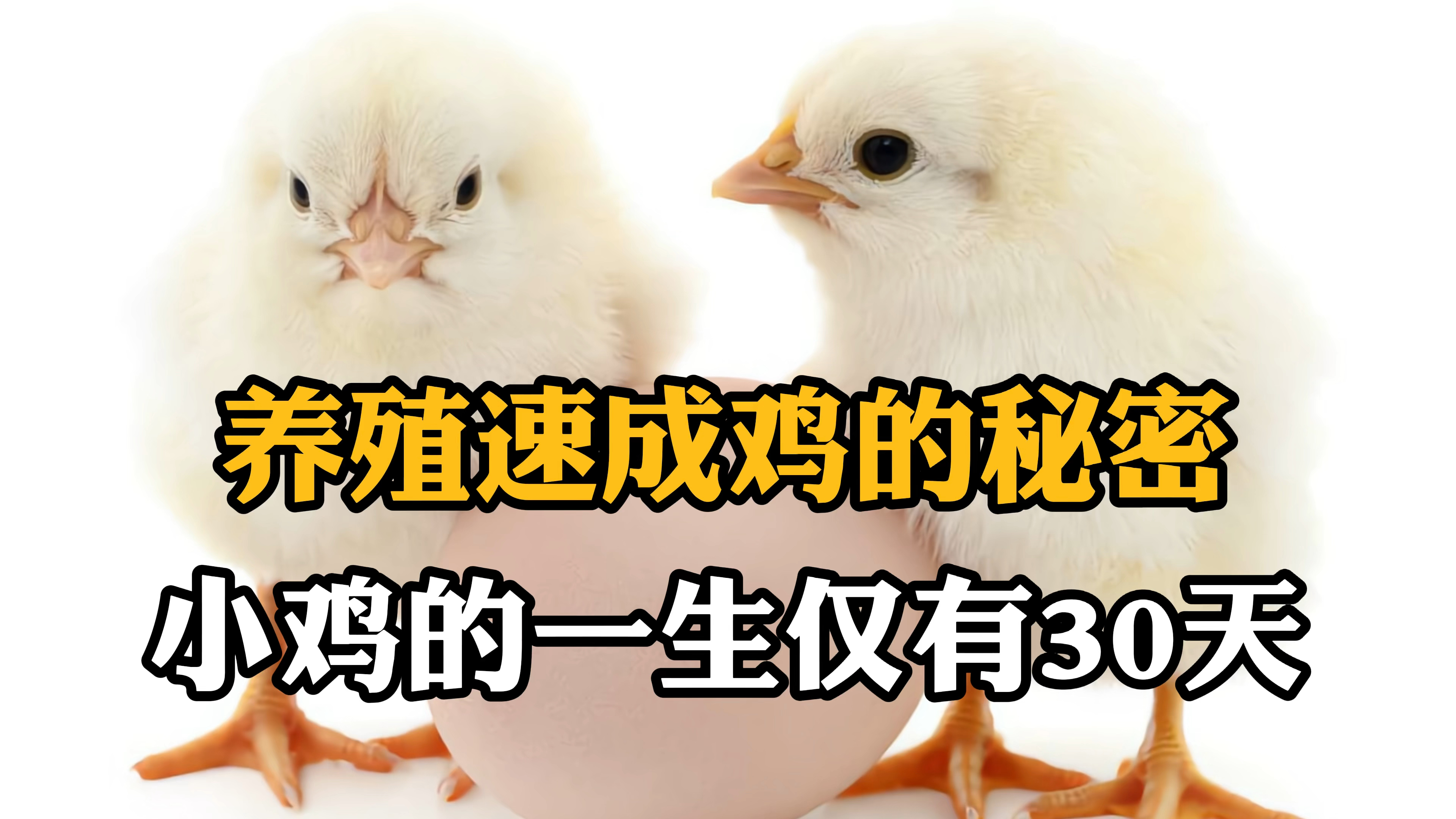 养殖速成鸡的秘密,小鸡悲惨的一生