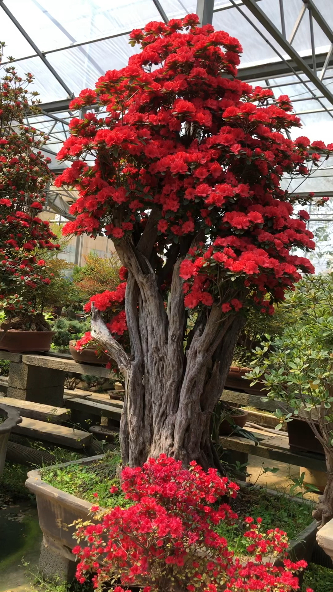 分享丹东红杜鹃花适合庭院别墅摆放喜欢的关注一下吧-度小视