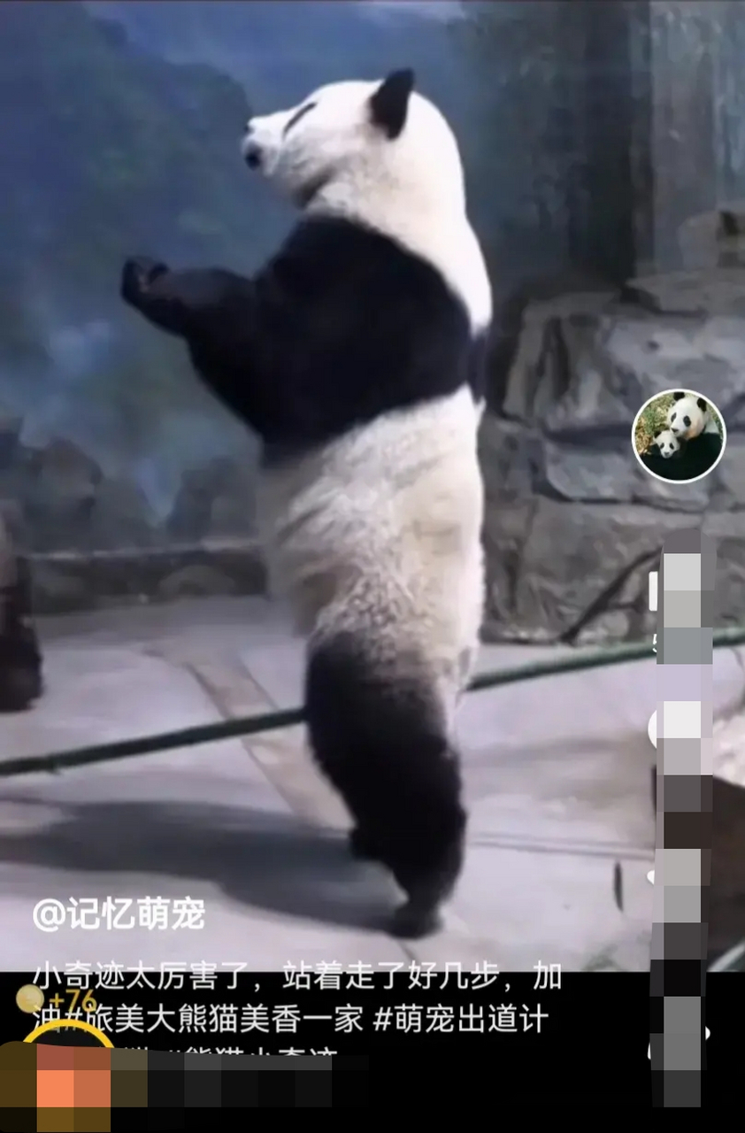 但愿小奇迹i一家子平平安安!早早