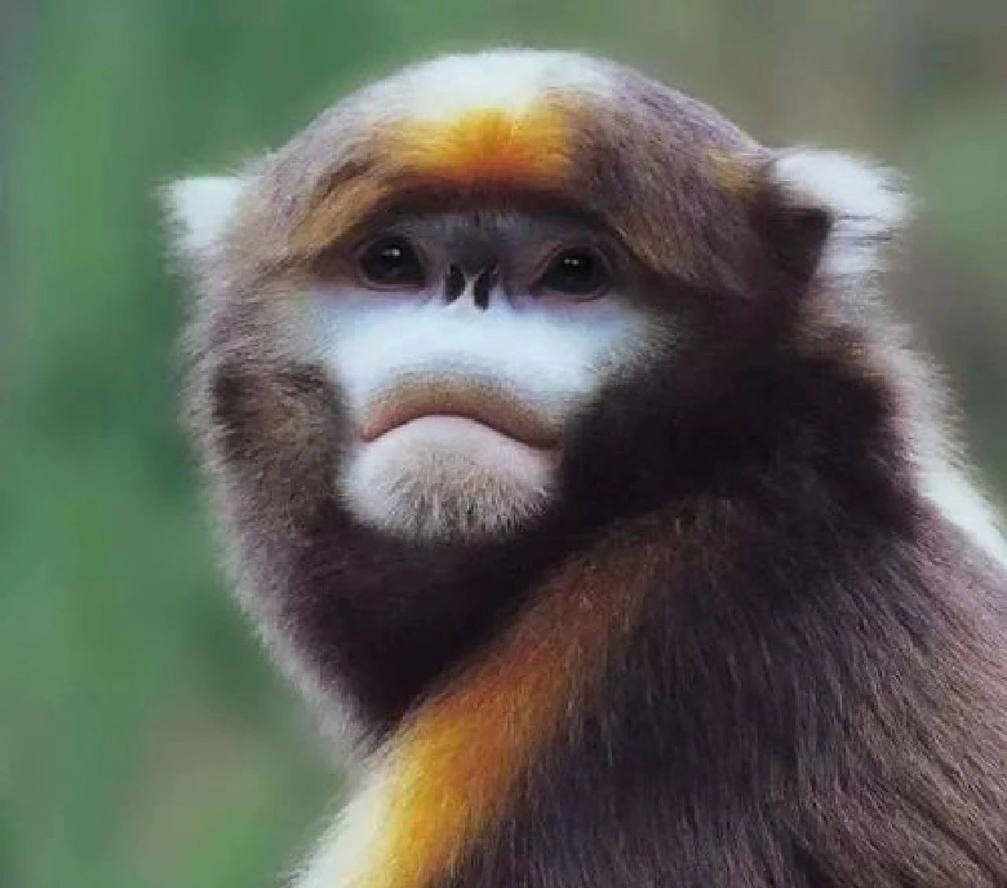 黔金丝猴是中国特有种,只分布于贵州东北部铜仁市境内的梵净山中国