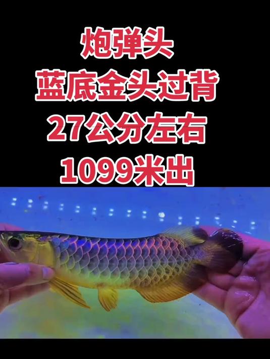 特惠古典蓝底金龙鱼,27公分左右,金头过背