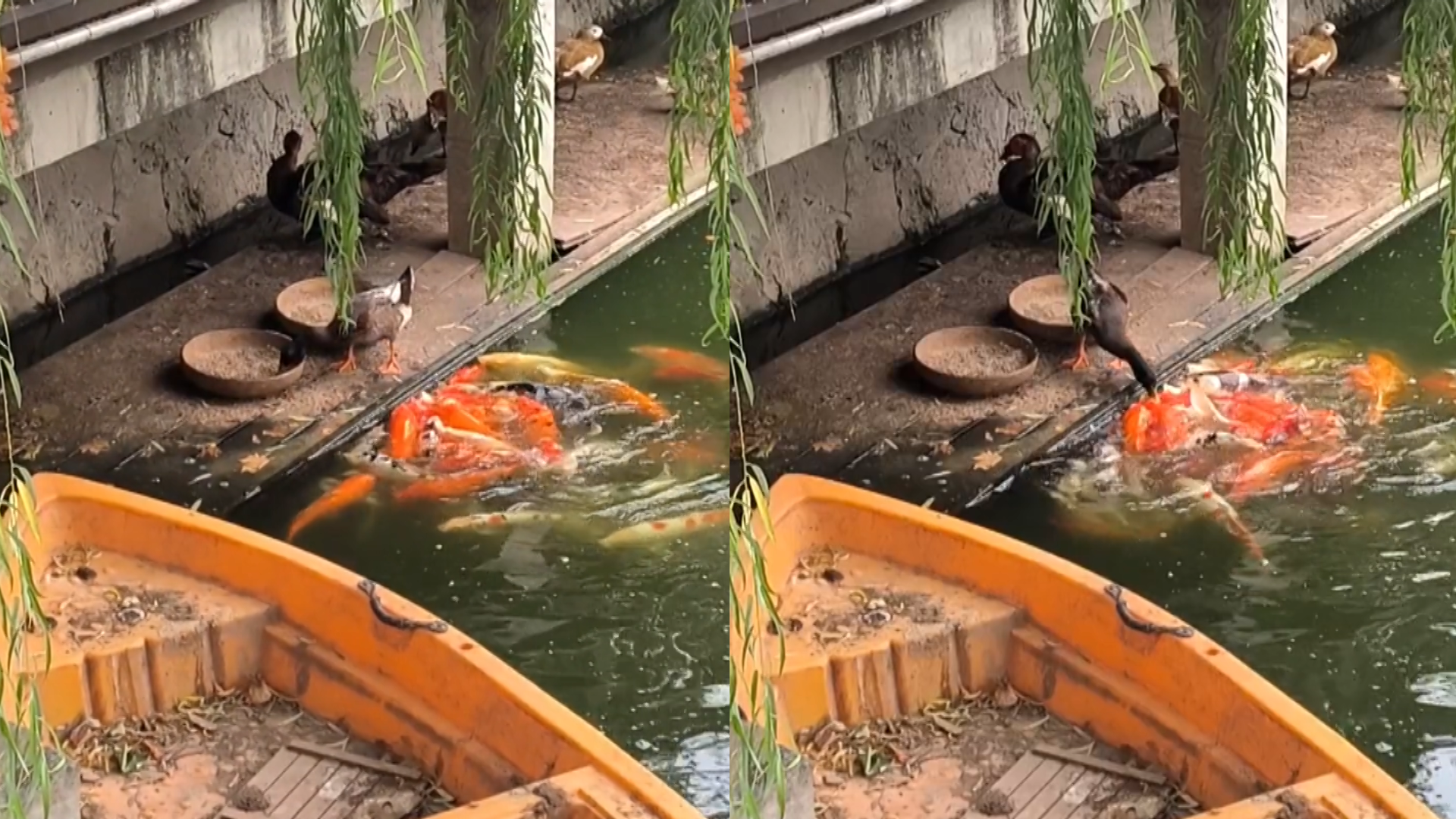 鸭子边吃饭边喝水,身边聚满鱼群嗷嗷待哺,鸭子反应逗乐男子