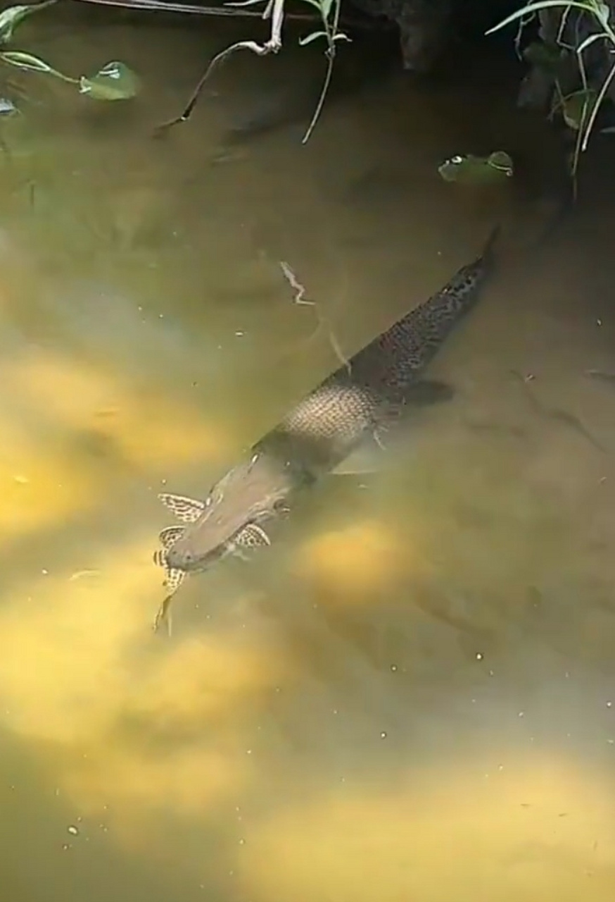 网友:鳄雀鳝吃的是清道夫吗?[吃鲸]