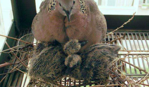 斑鳩吃什麼?如何辨別公母?