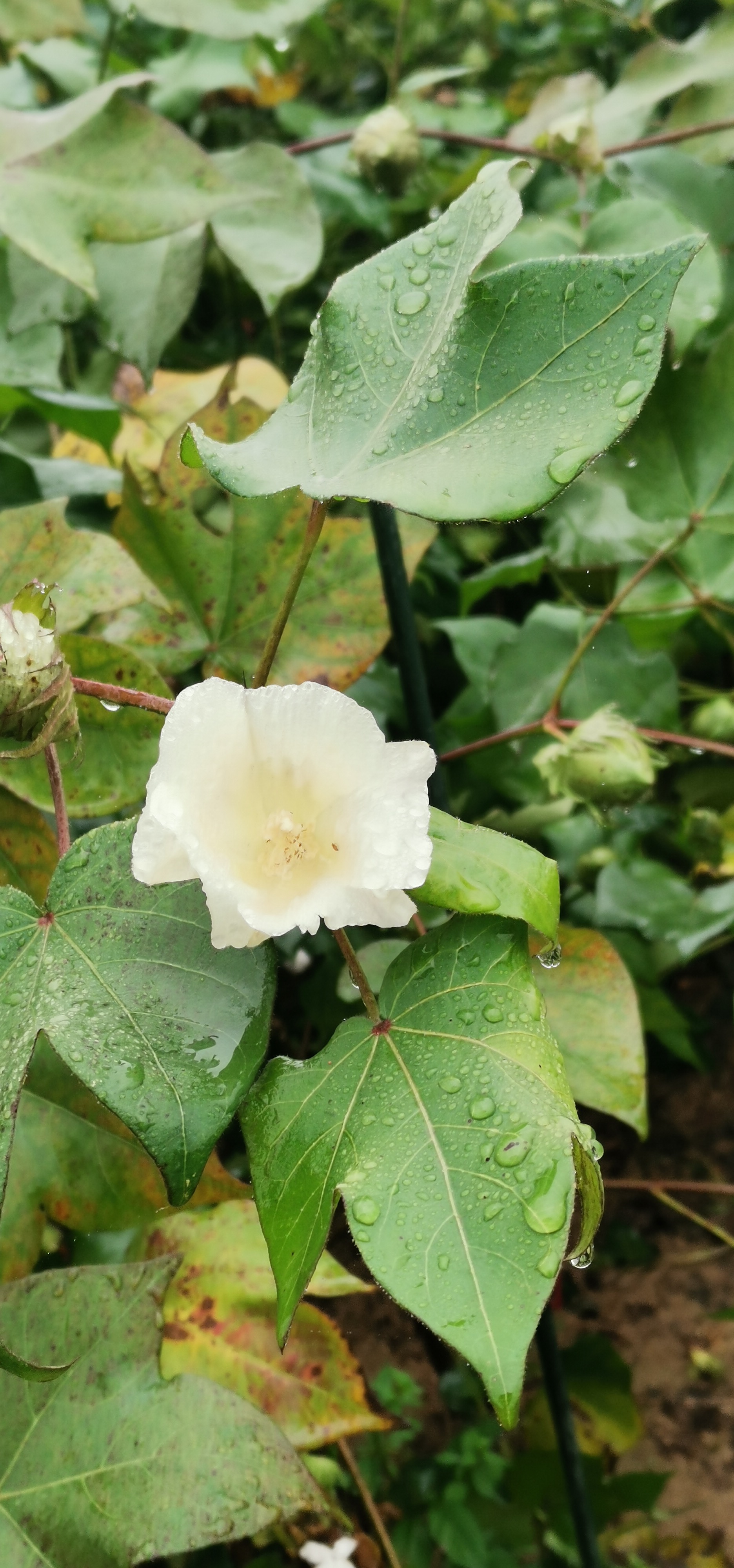 陆地棉花:从种子到收获