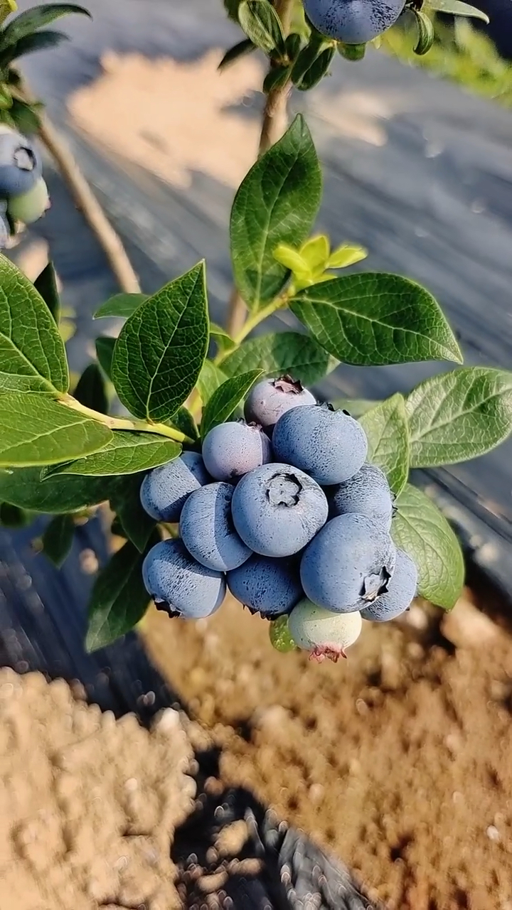 优瑞卡蓝莓苗大果型蓝莓苗品种早实丰产性强耐严寒长势旺盛