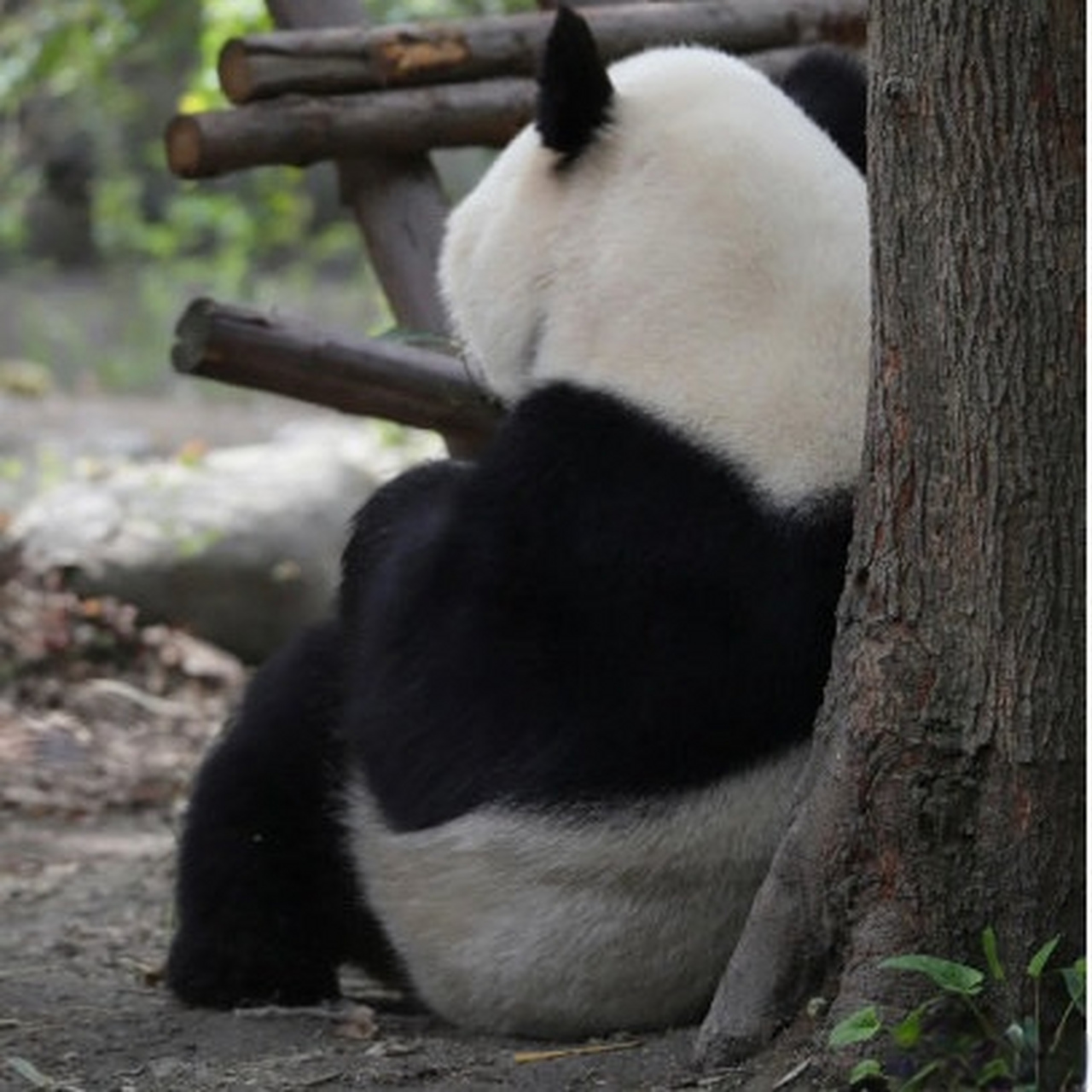 大熊猫思缘悲剧图片