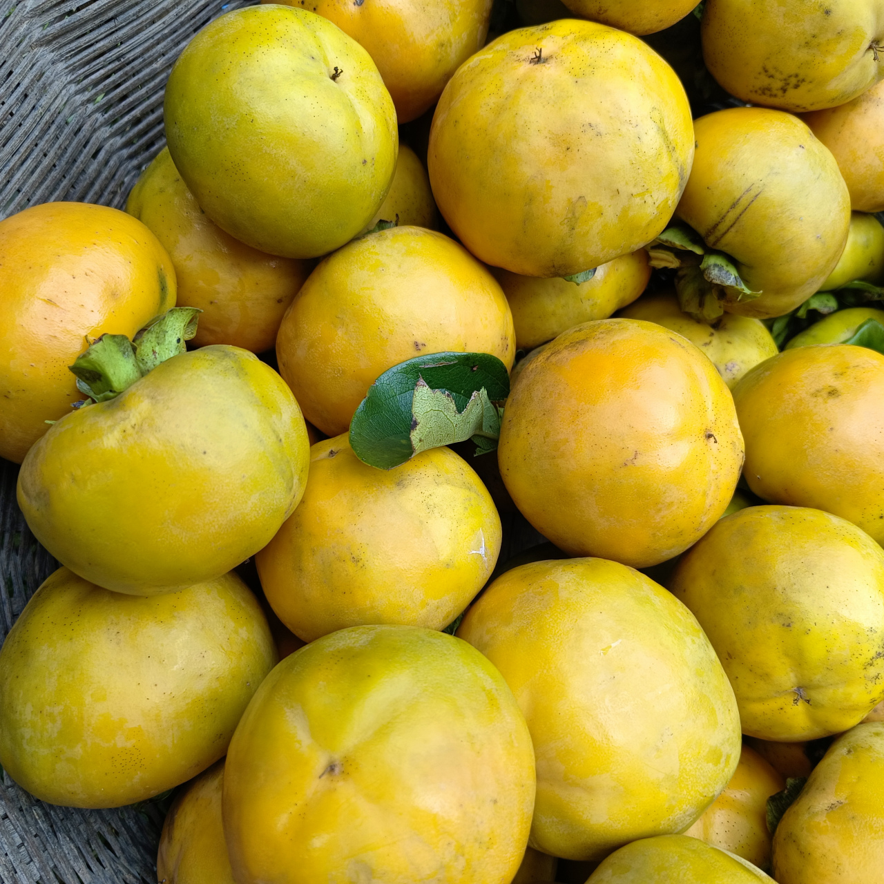 水果柿子,大 香 脆 甜