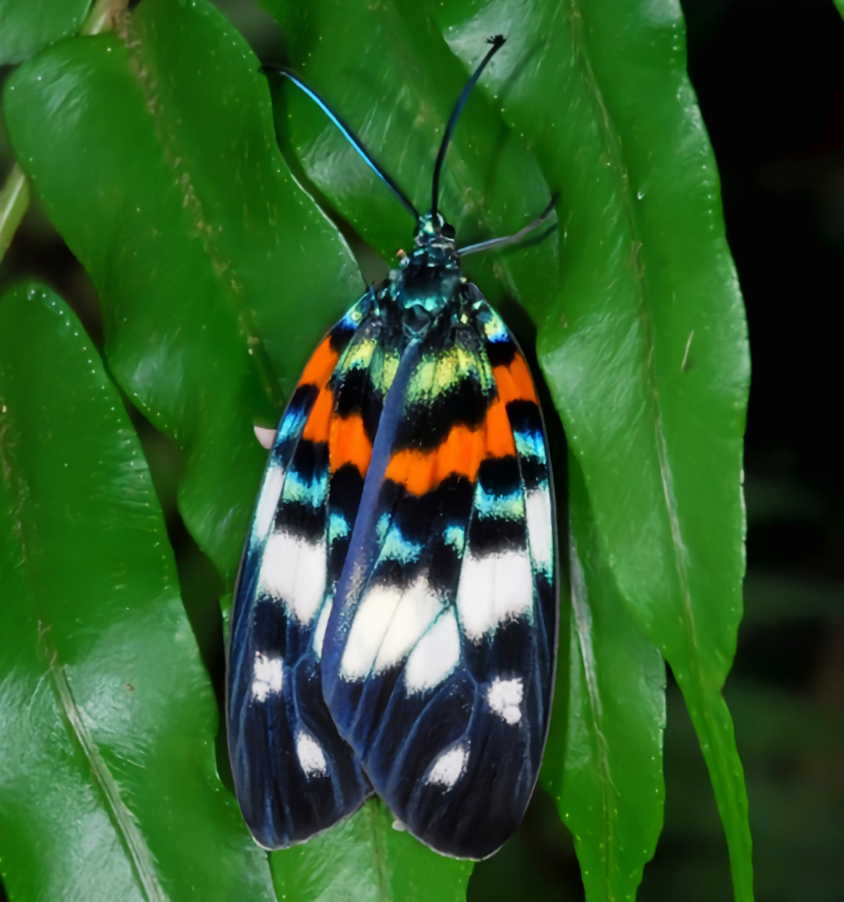 每天认识一种昆虫——华庆锦斑蛾 华庆锦斑蛾,是鳞翅目,斑蛾科昆虫.