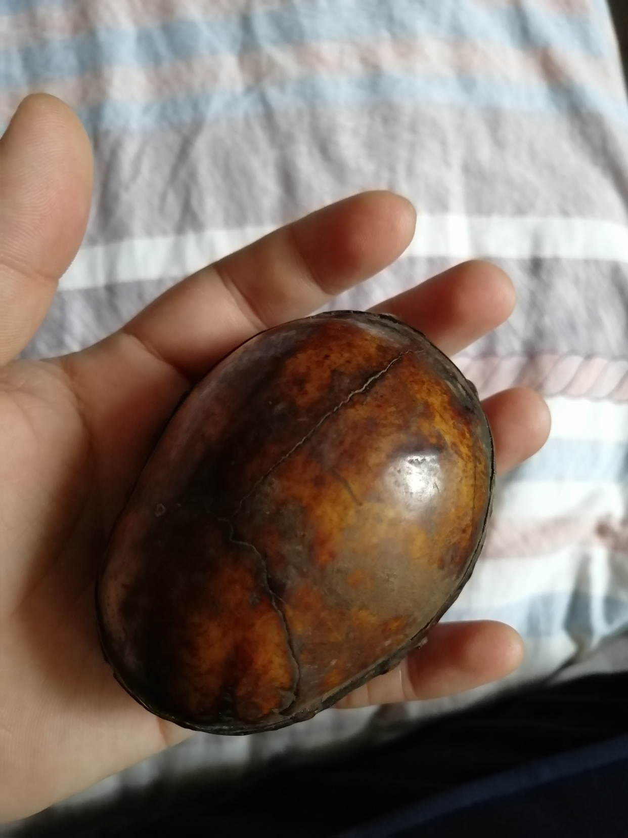 嘎巴拉碗星月菩提