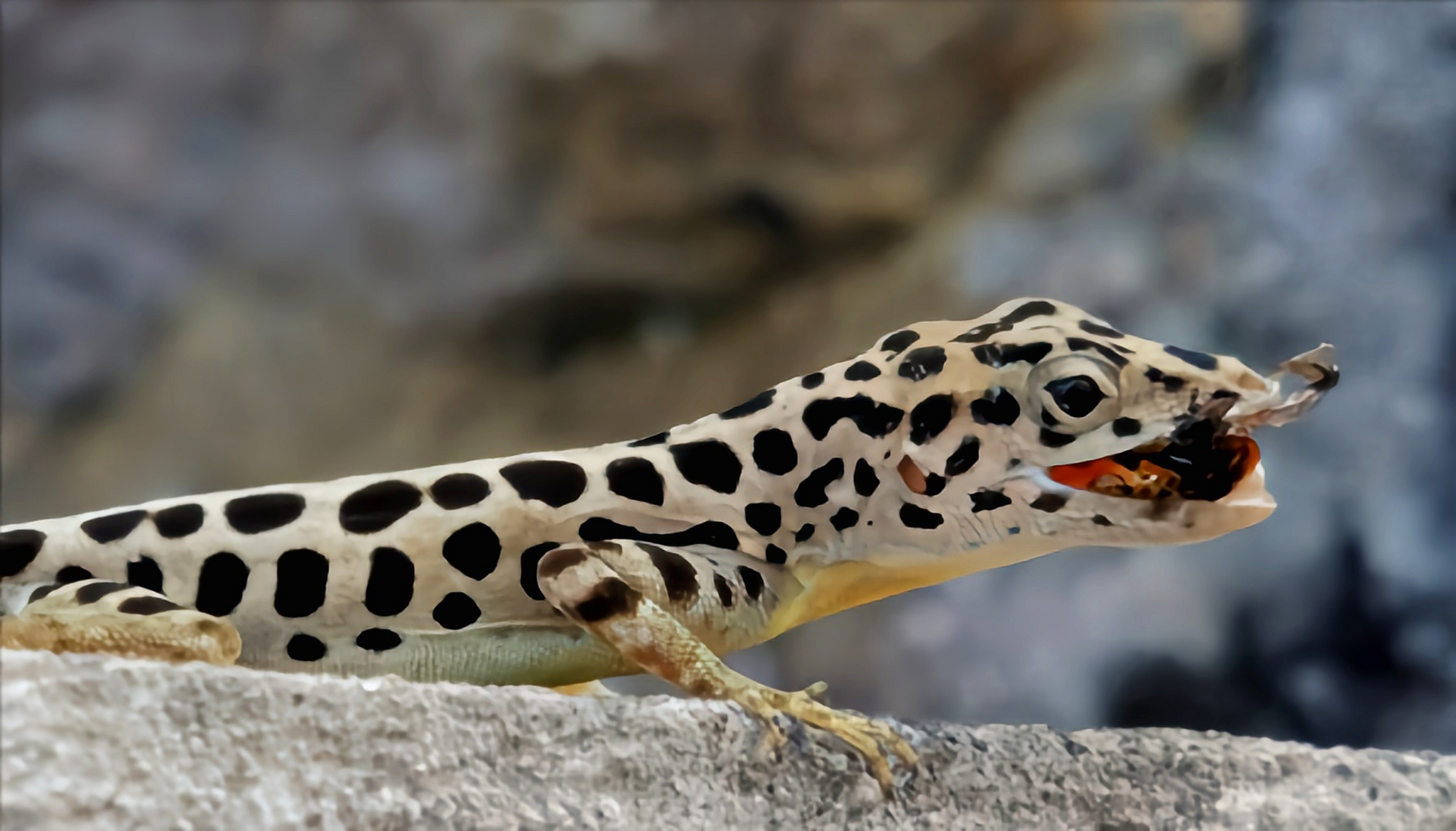 每天认识一种动物——沙巴变色蜥 沙巴变色蜥原产于南美洲小安地列斯