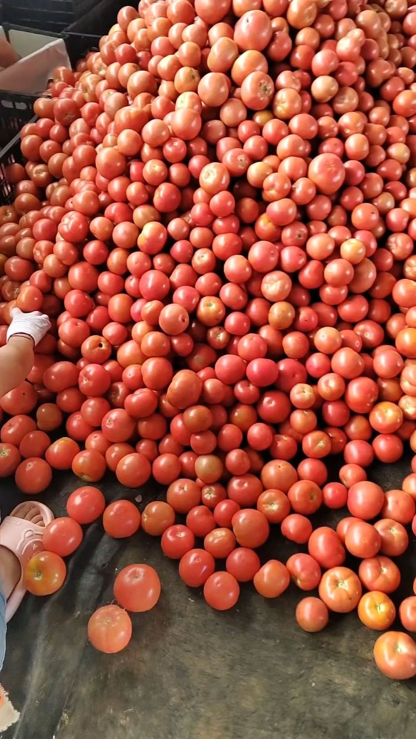 硬粉西红柿供应电商市场超市