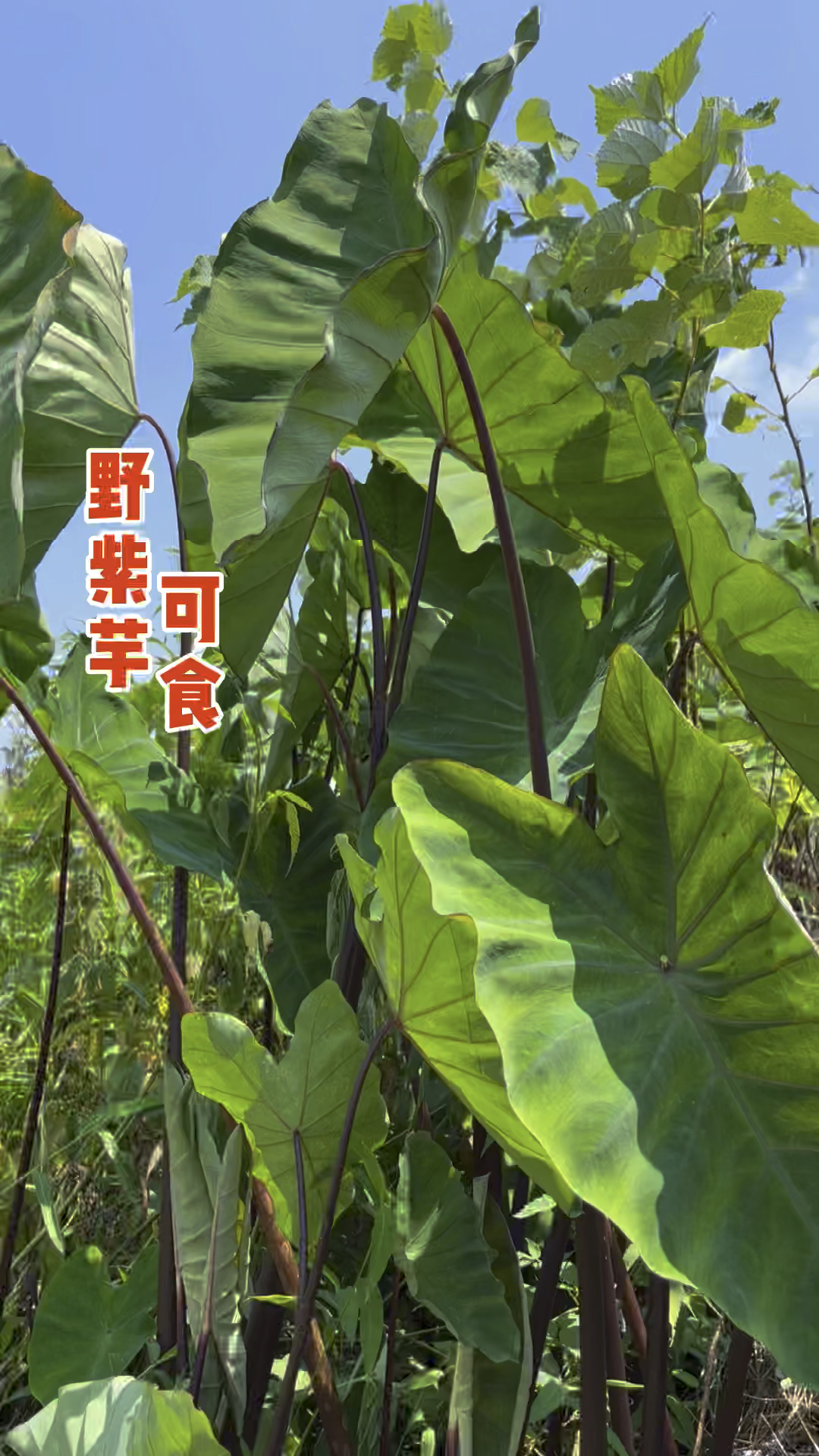 农村鱼塘沟边常见的"紫芋"能吃吗?不但能吃,生活中还能有大用-度小视