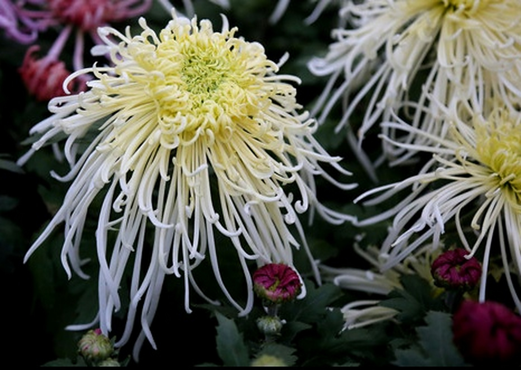 九月动态激励计划# 菊花——玉翎管  玉翎管是名贵菊花"细管瓣类"菊