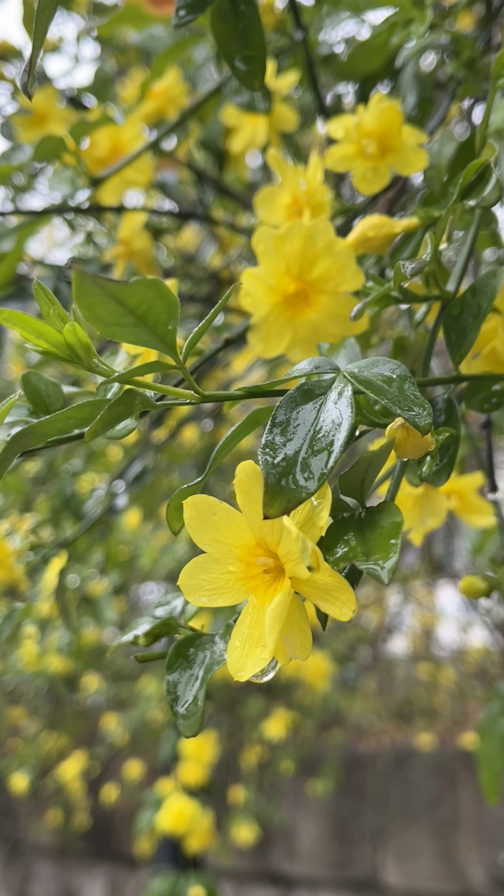 雨中的迎春花