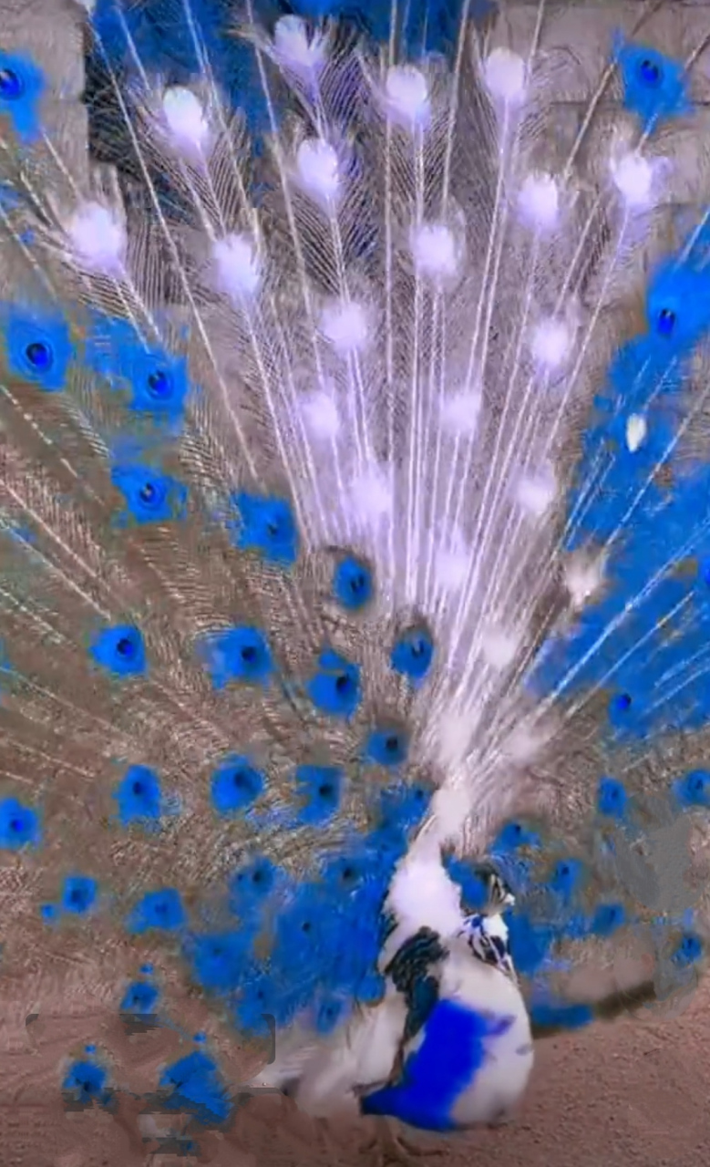 蓝白孔雀开屏,真是忍不住展示一下